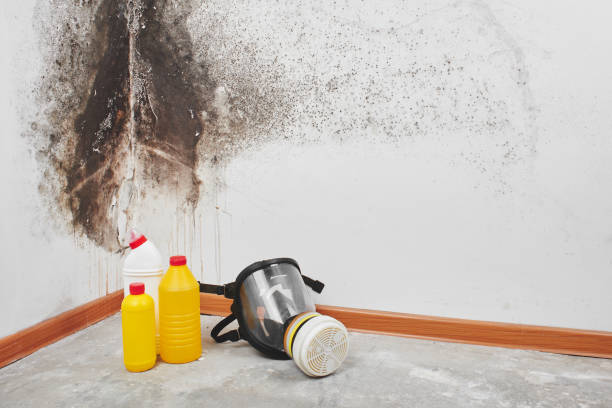 Best Mold Testing  in Pottsville, AR