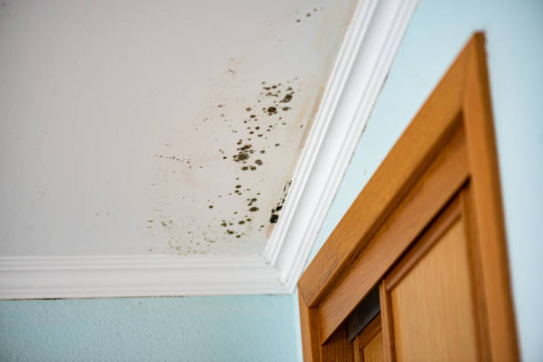 Mold Testing and Removal in Pottsville, AR