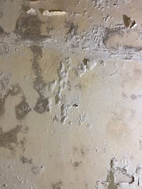 Best Affordable Mold Removal  in Pottsville, AR