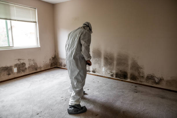 Pottsville, AR Mold Removal Company